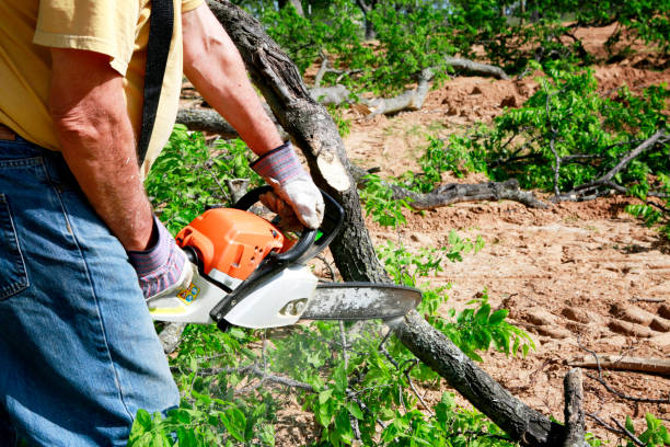 Best Lawn Edging  in Fruitland, IA